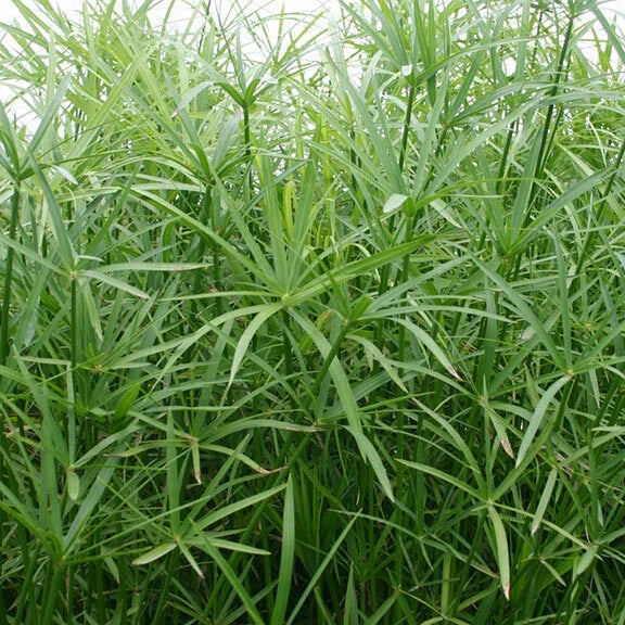 Dwarf Umbrella Palm Plant - Tropical Marginal Pond Plant - Cyperus alternifolius - Live Indoor/Outdoor Water Garden Decor