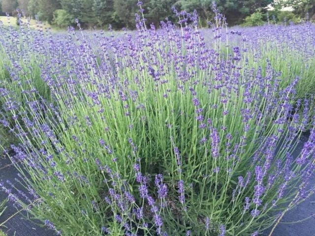 Munstead English Lavender Live Plant – 4-Inch Pot, Fragrant Lavandula angustifolia for Garden & Culinary Use
