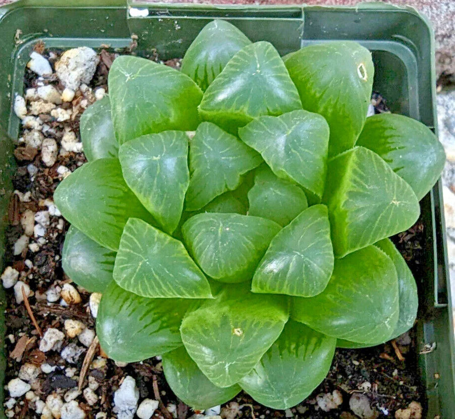 Haworthia Cooperi Var Obtusa - 3.5" Mature Succulent Plant, Rare Indoor Houseplant
