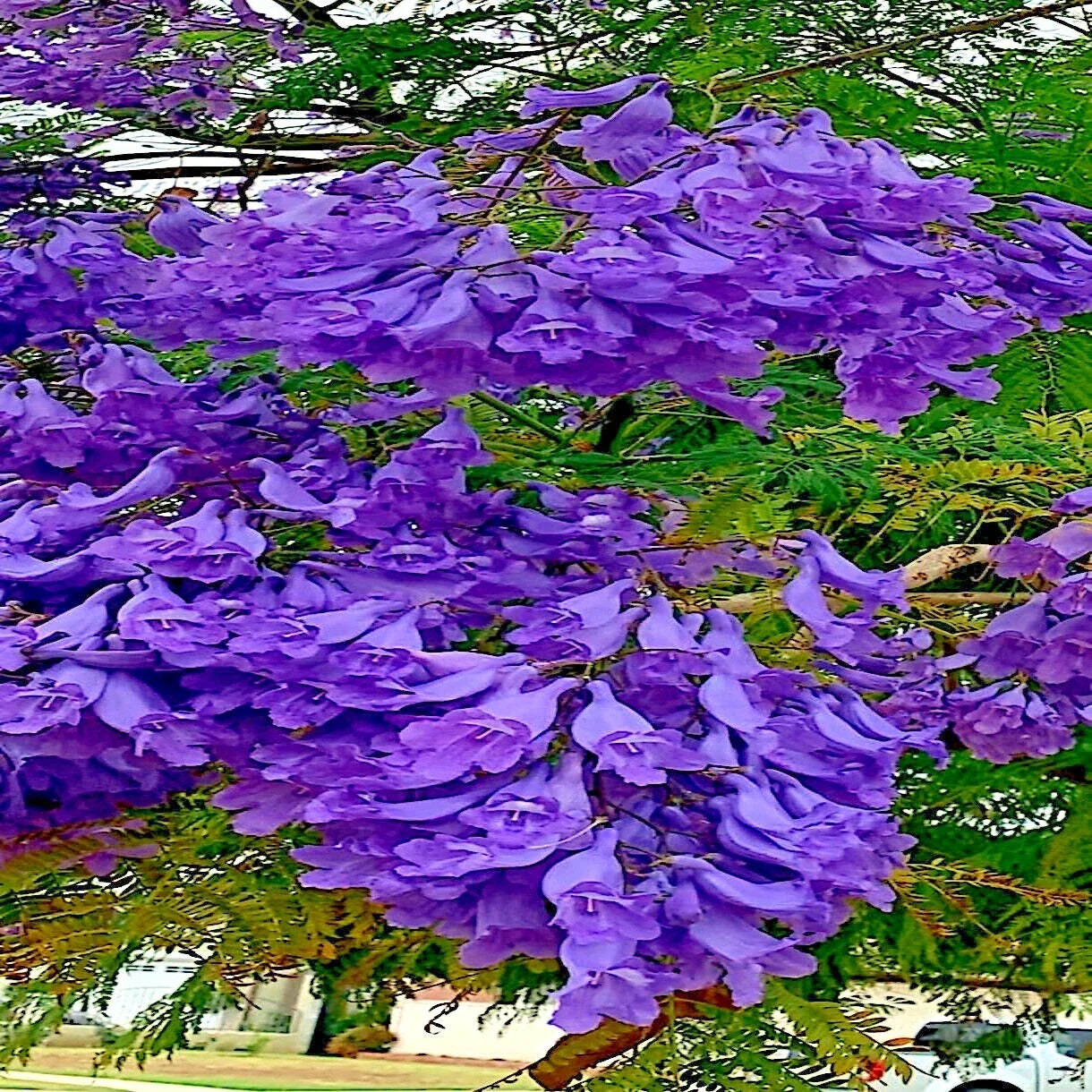 Jacaranda Fern Tree Seeds - Mimosifolia Acutifolia - Tropical Blue Flowers - Exotic Plant Seeds for Garden & Landscape