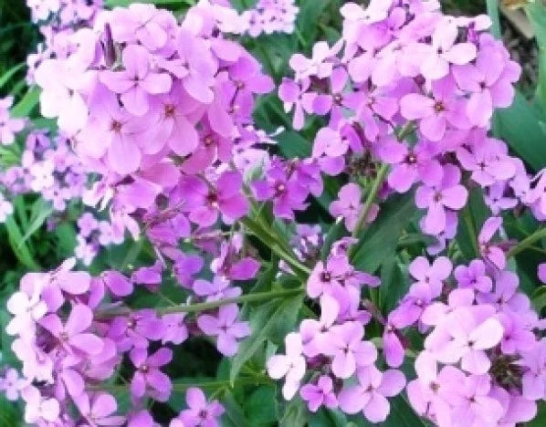 Dame's Rocket Seeds - Violet Flower - 100 Fresh Hesperis matronalis Seeds for Gardens, Borders & Wildflower Areas