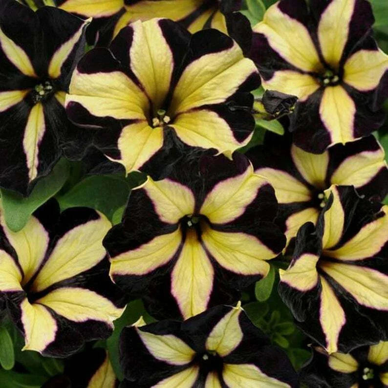 Petunia Seeds - 50 Black Yellow Seeds for Containers & Hanging Baskets