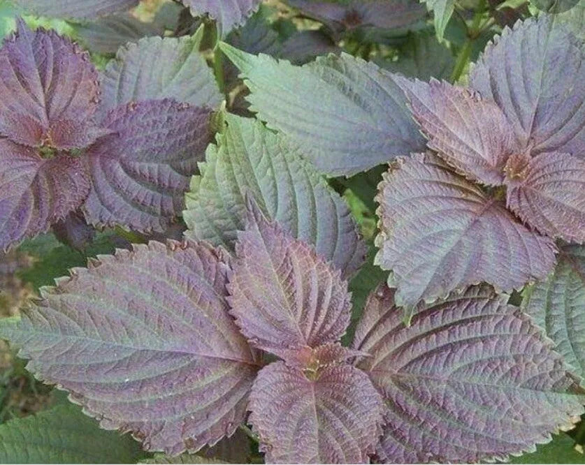 Perrilla Shiso Plant Starter 5+ Bare Roots | Perilla frutescens Perennial Veggie