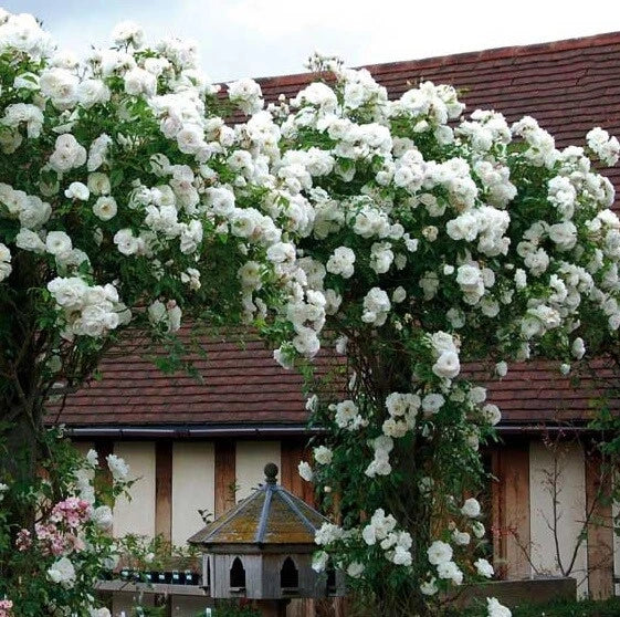 Climbing White Rose Seeds - Perennial Flower Bush - Rosa 'Climbing White' - 10 Pack