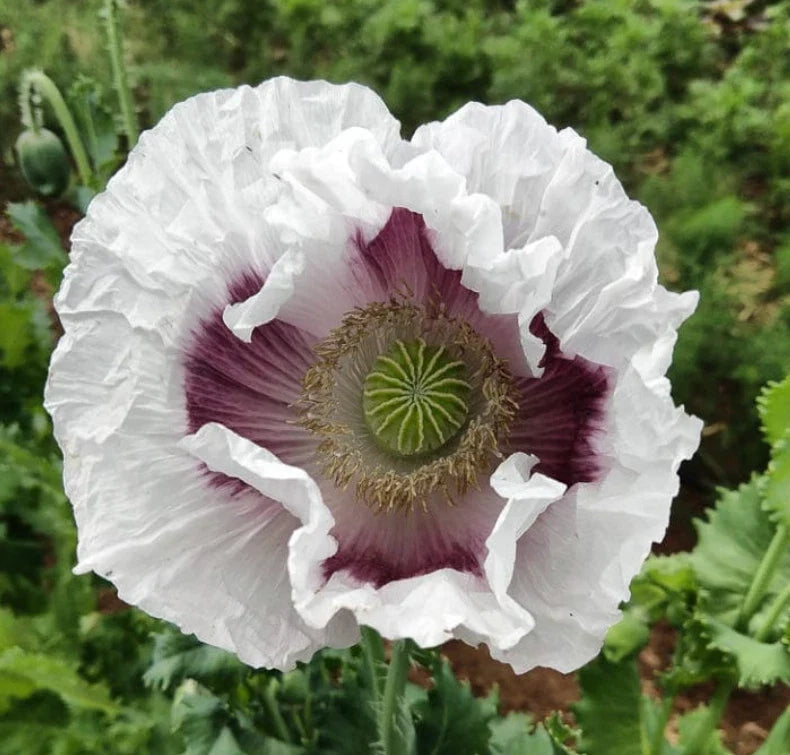 Organic Poppy Seeds 500 Count ELKA WHITE / Tasmanian White Breadseed Giant Edible Seeds Papaver somniferum