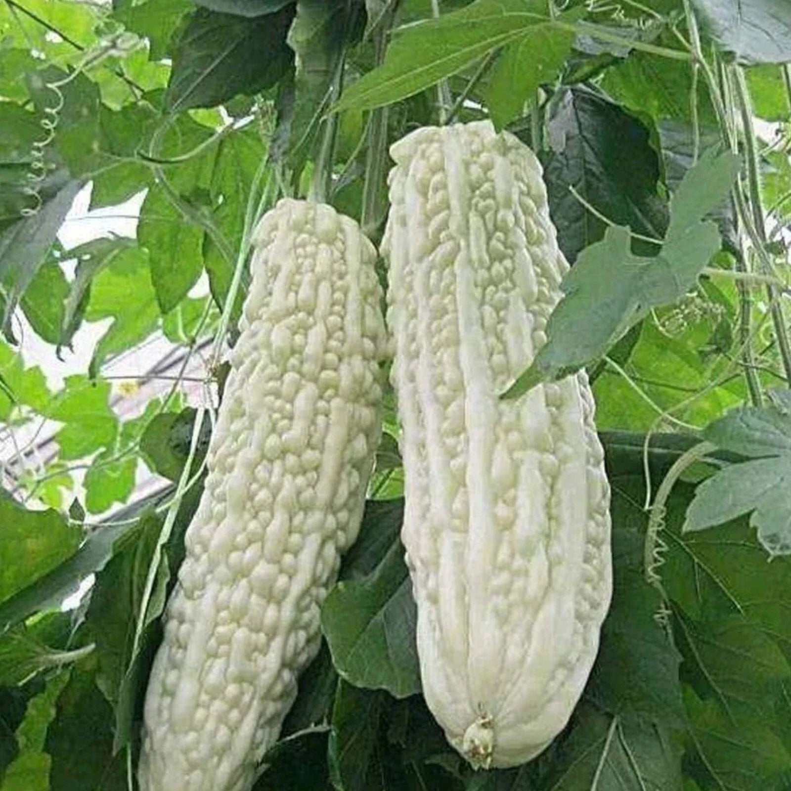White Pearl Bitter Gourd Seeds, 15 Packets, Momordica charantia, Heirloom Balsam Pear Melon, Non-GMO, Edible Vining Plant