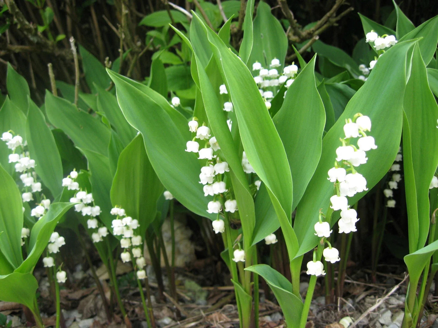Lily of the Valley Live Plants Set of 6 + 3 Bare Root Pips Convallaria majalis Fragrant White Flowers Ground Cover