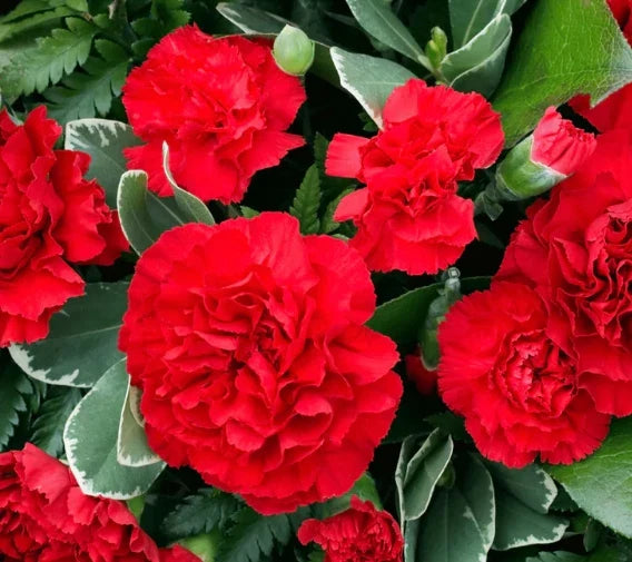 Carnation Seeds - 200 Non-GMO ETINCELLANT RED Fragrant Pollinator-Friendly Cut Flowers - Dianthus caryophyllus