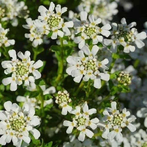 Candytuft Seeds - Tall Mix, Pink, Lavender & White Flowers, Iberis umbellata, Perennial Garden Seeds, Drought-Tolerant, Easy to Grow