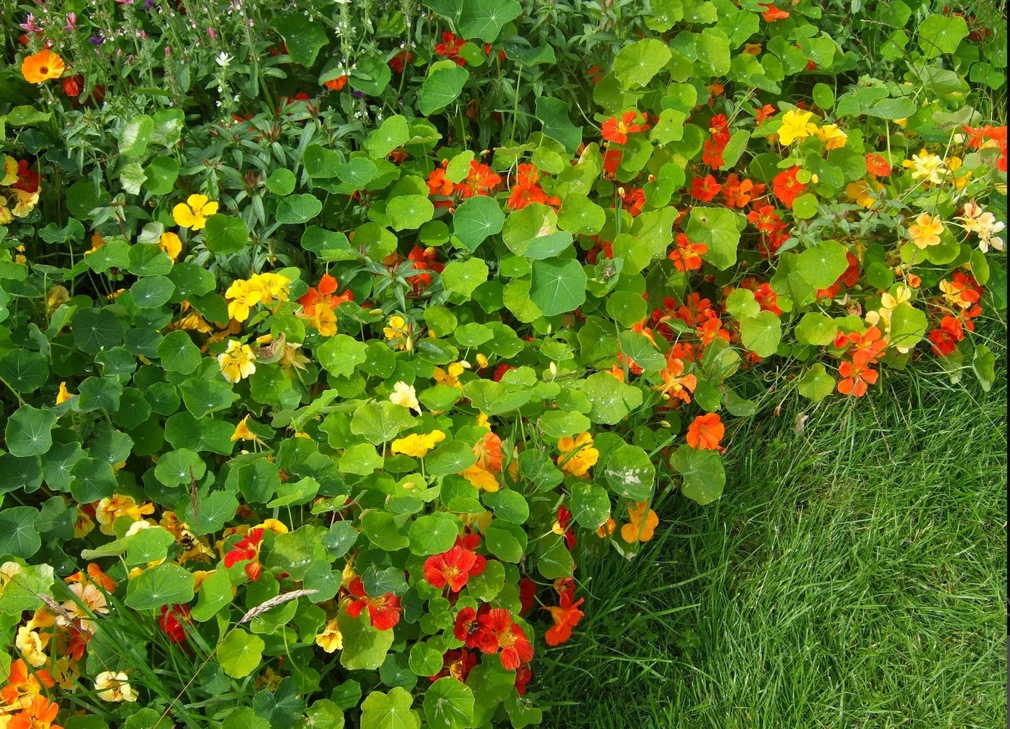 Nasturtium Seeds - Jewel Mix Edible Flowers - Tropaeolum majus - Compact, Pollinator-Friendly, Drought Tolerant - 20 Seeds