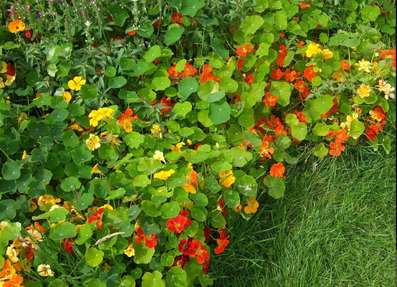 Nasturtium Seeds - Jewel Mix Edible Flowers - Tropaeolum majus - Compact, Pollinator-Friendly, Drought Tolerant - 20 Seeds