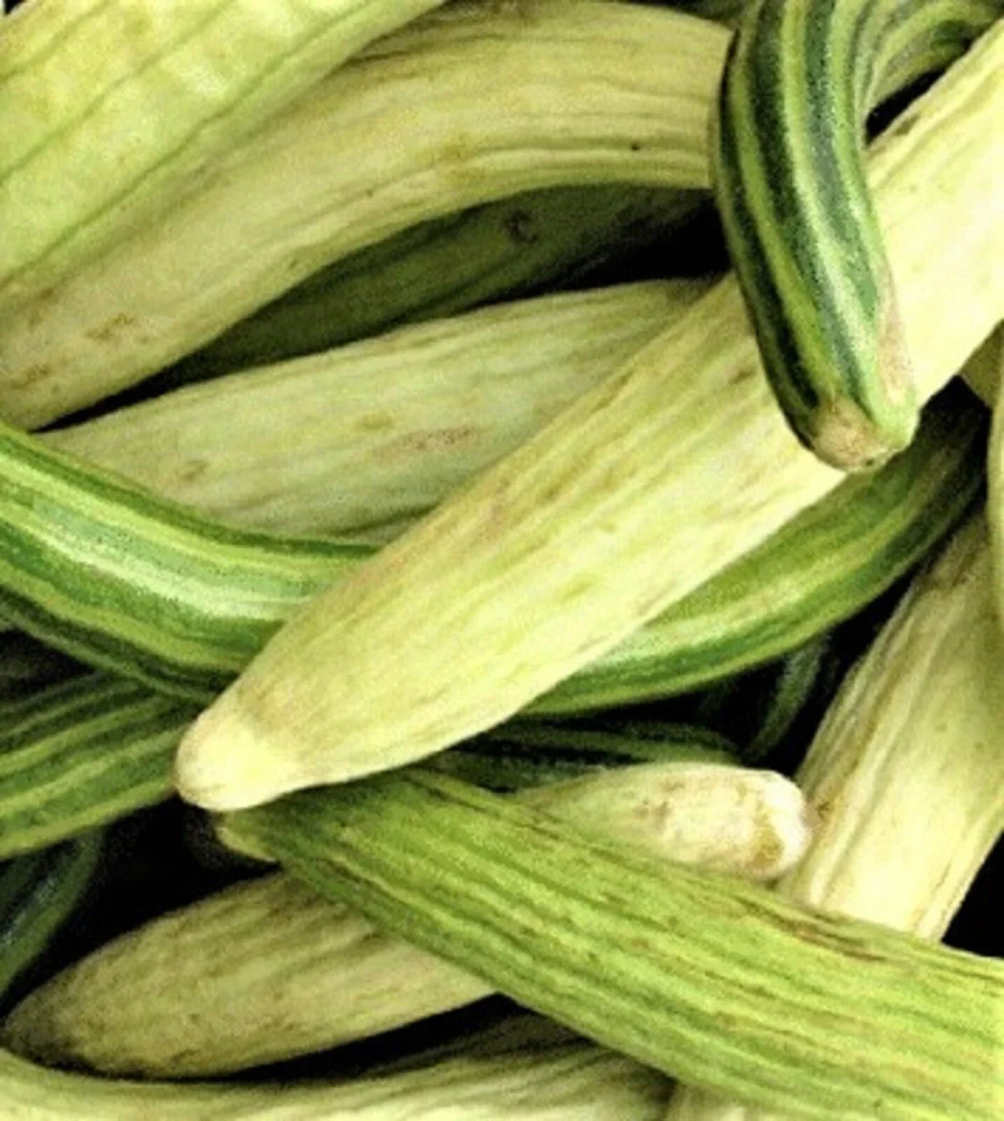 Non-GMO Armenian Pale and Dark Cucumber Seeds - 40 Count Heirloom Variety