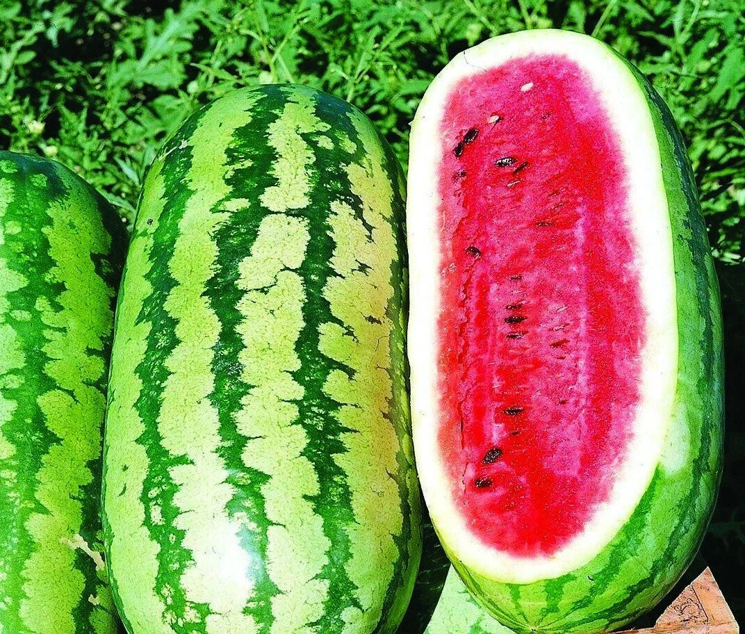Jubilee Watermelon Seeds – Organic Citrullus lanatus for Planting, Juicy & Sweet Fruit, Pack of 20
