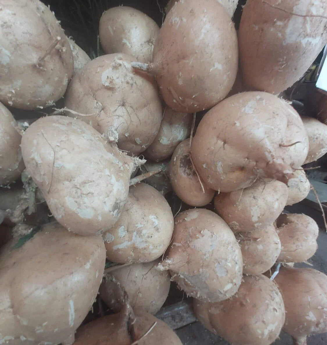 Jicama Seeds - 50+ Pachyrhizus erosus Mexican Yam Bean Turnip for Home Garden, Non-GMO, Crunchy Root Vegetable Seed Packet
