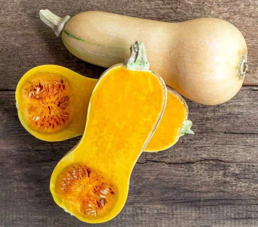 Waltham Butternut Winter Squash Seeds - 20 Premium Cucurbita moschata Non-GMO Packaged Seeds