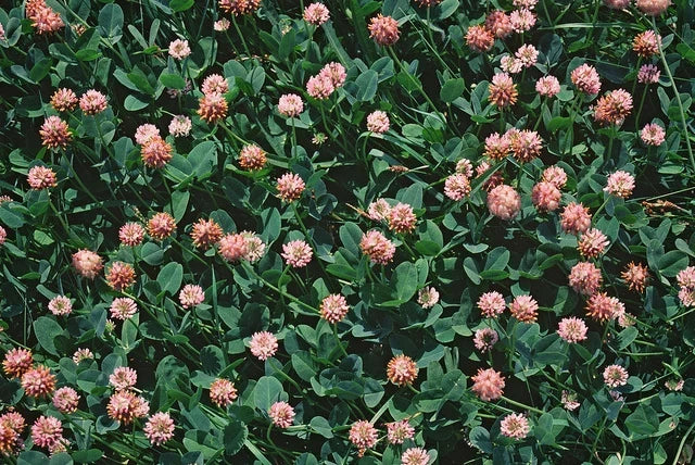 Strawberry Clover Seeds - 250+ Trifolium fragiferum for Lawns & Gardens - Ground Cover, Pollinator Attractant, Soil Fertility
