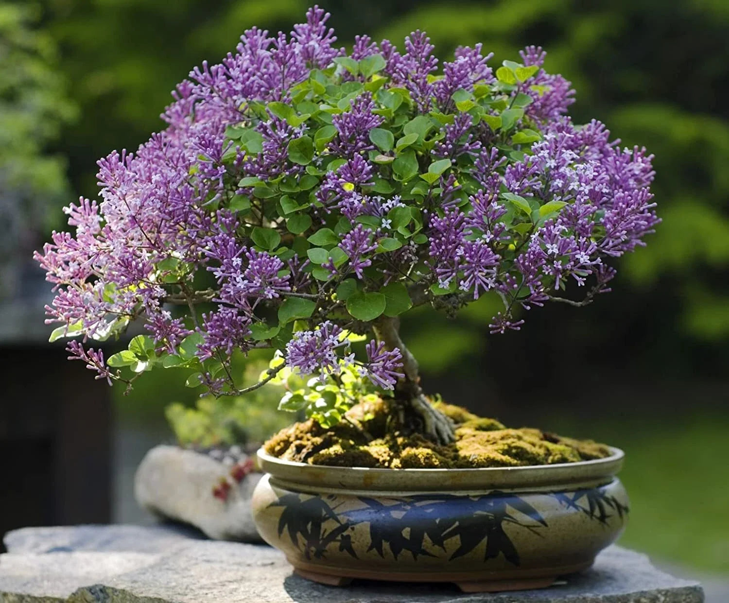 Purple Lilac Bonsai Seeds - 30 Pack - Syringa vulgaris - Fragrant Purple Blooming Tree for Garden & Indoor Decor