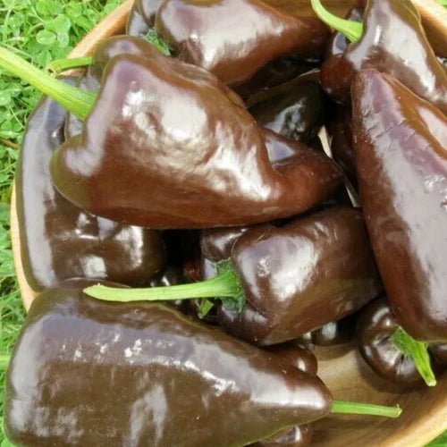 Mulato Isleno Pepper Seeds - 30+ Count - Chocolate Poblano Capsicum annuum