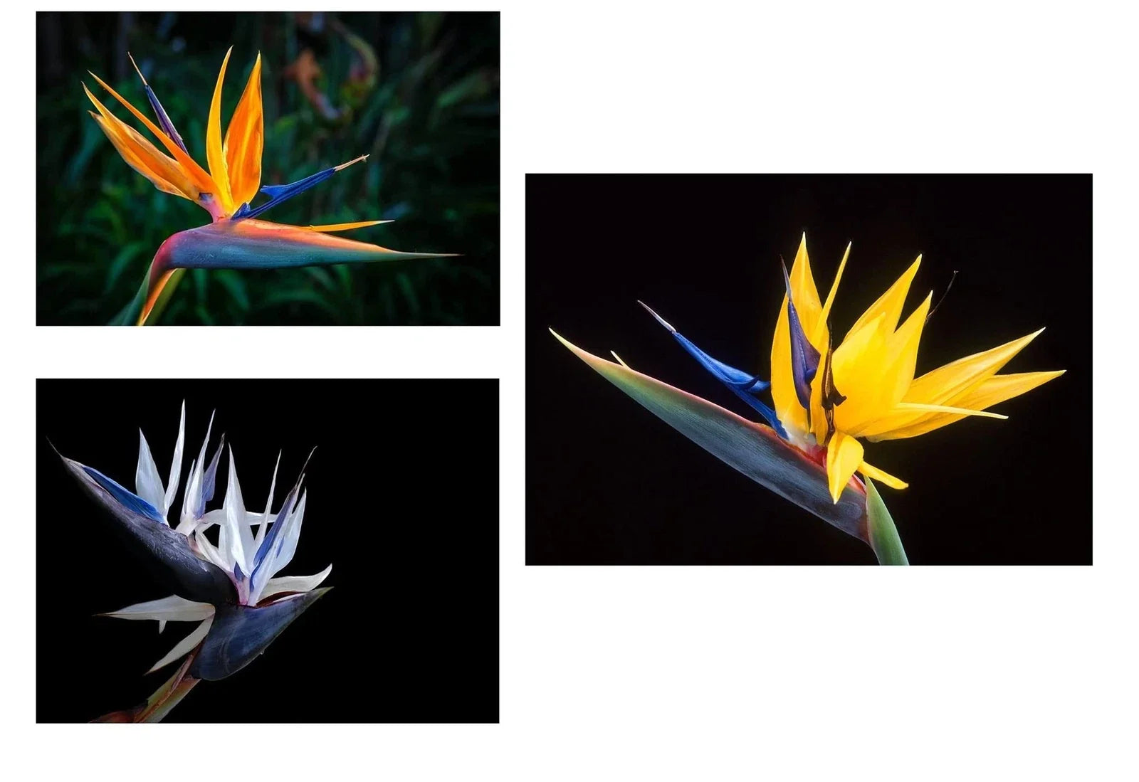 Bird of Paradise Flower Seeds Bundle - 3 Colors, Orange Yellow White, Strelitzia reginae, Tropical Garden Plant Seeds