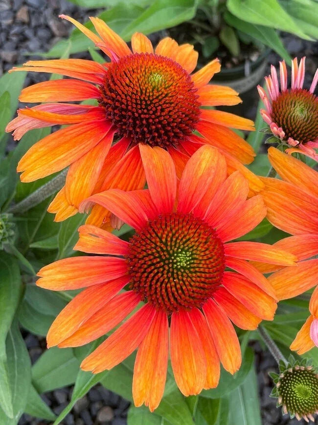 Sunburst Coneflower Seeds - 200+ Echinacea paradoxa Daisy Seeds for Garden Planting, Vibrant Yellow & Orange Blooms