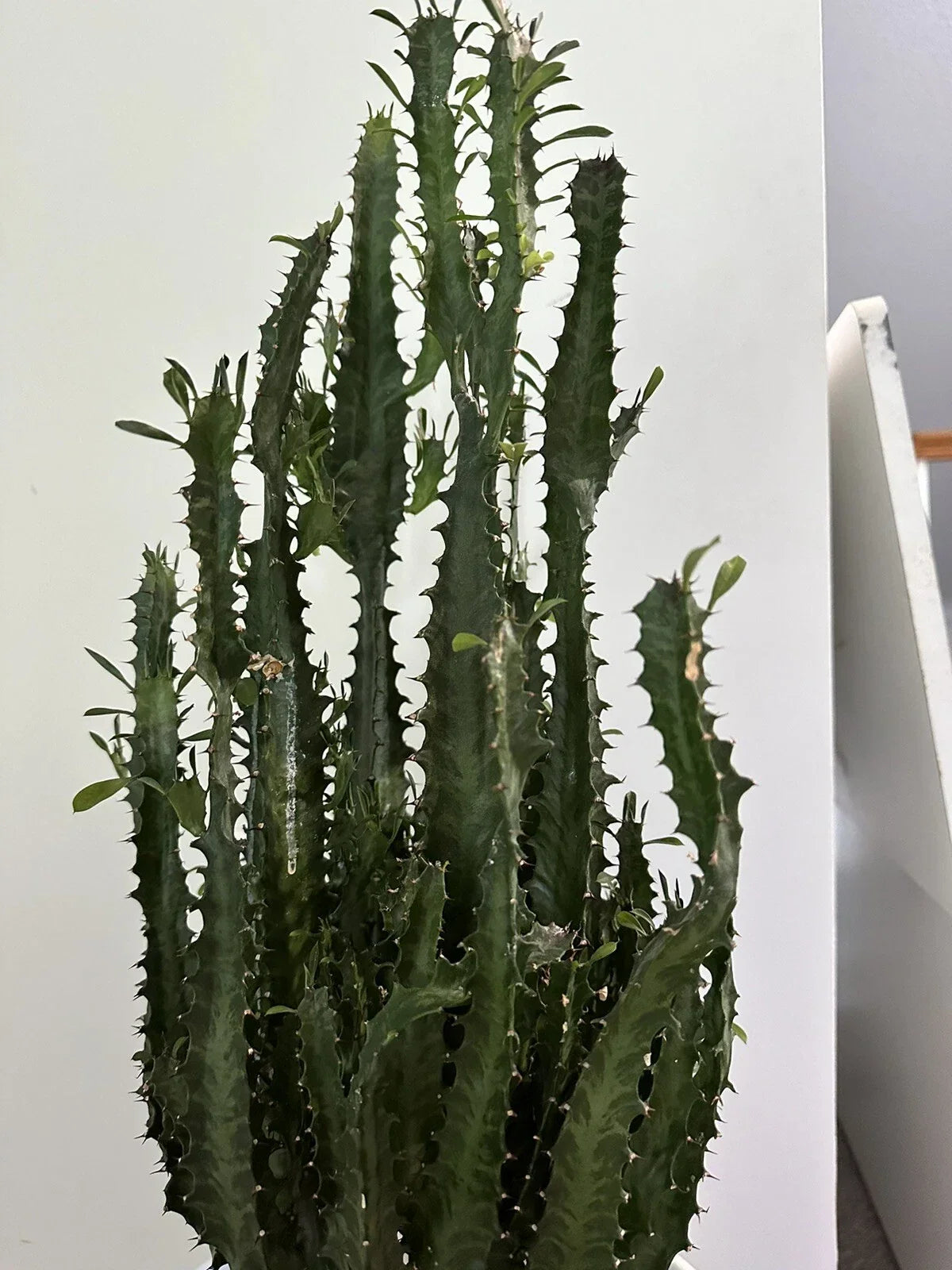 African Milk Tree Cutting - Euphorbia Trigona Green Succulent for Indoor and Outdoor Gardening
