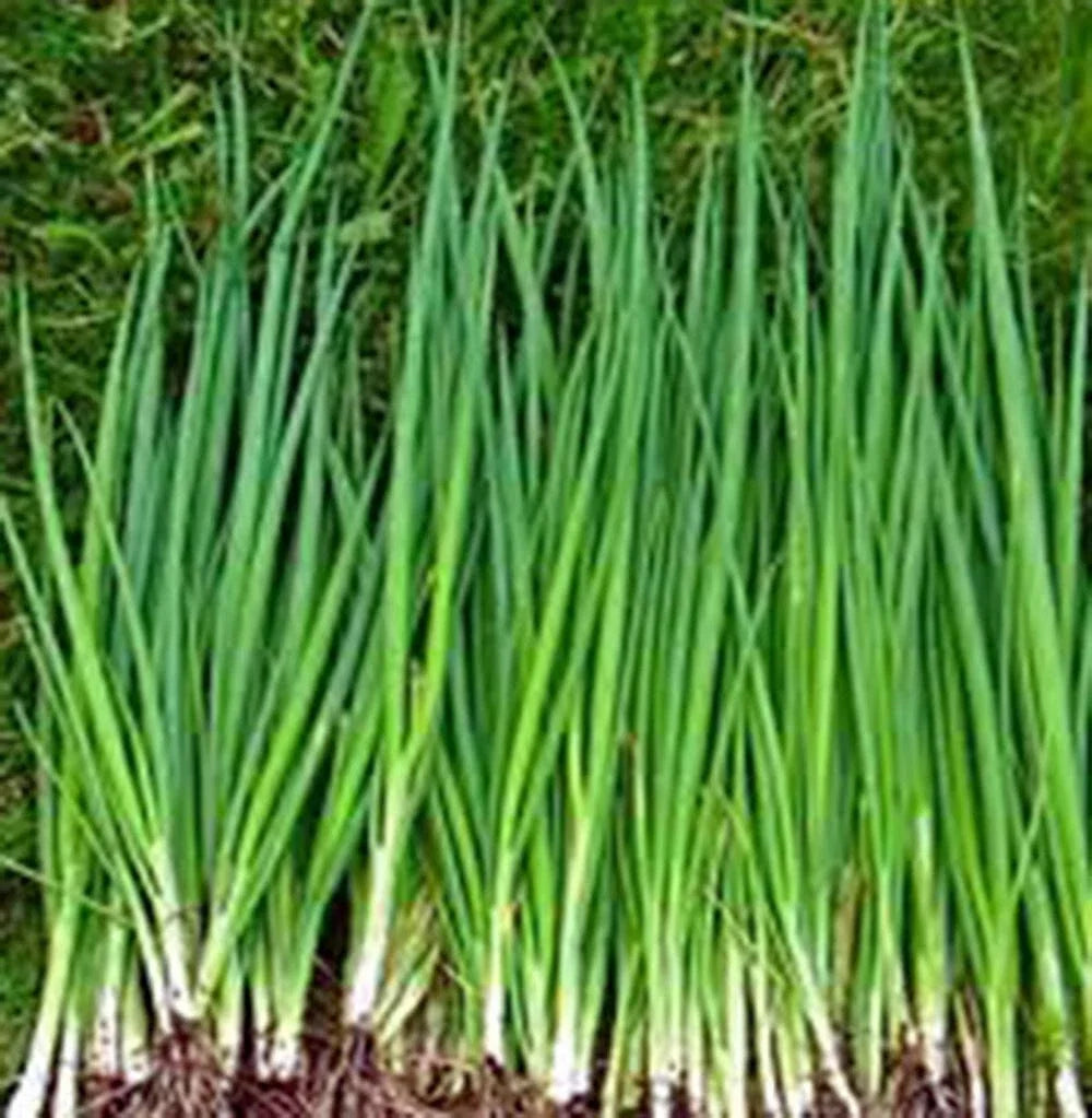 Heirloom Tokyo Long White Onion Seeds - Non-GMO Allium fistulosum for Salads, Culinary Use, 100+ Pack