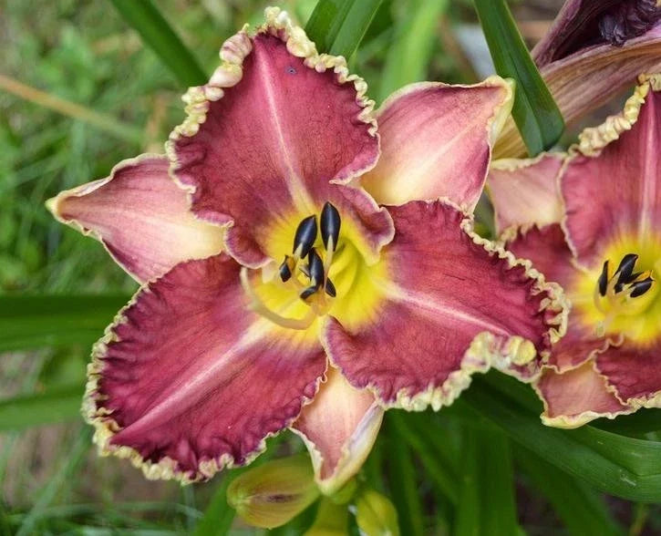 Hemerocallis Sea Dragon Daylily Bareroot Plant – Perennial Flower with Yellow and Purple Blooms, Clumping, Full Sun to Partial Shade