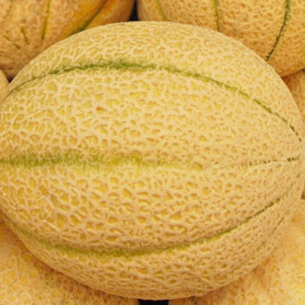 Iroquois Melon Seeds, Non-GMO Heirloom, Citrullus lanatus, Juicy, Sweet, Vining, Garden Seeds