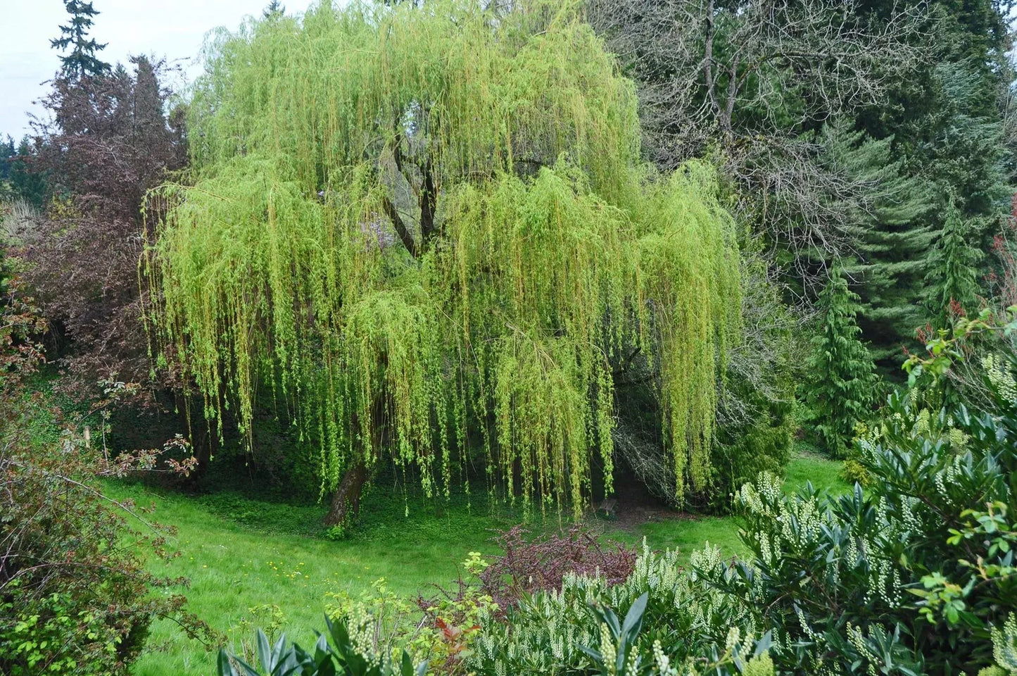 Memorial Weeping Willow Tree - Large Arching Canopy - Salix babylonica - Garden and Remembrance Tree