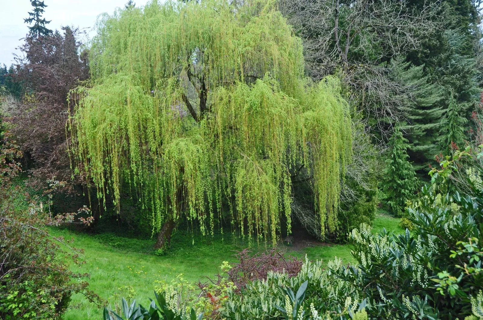 Memorial Weeping Willow Tree - Large Arching Canopy - Salix babylonica - Garden and Remembrance Tree