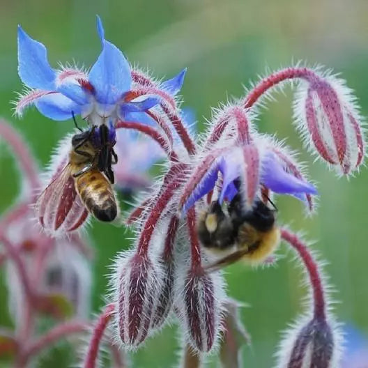 Borage Seeds - 100 Heirloom Non-GMO Edible Flower & Leaves Seeds