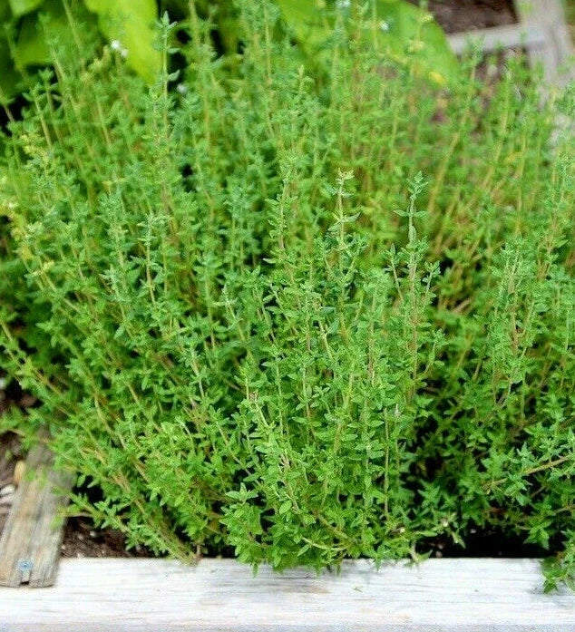 Thyme Seeds | Perennial Thymus vulgaris | Aromatic Culinary Herb | Non-GMO, Easy to Grow, Compact Growth