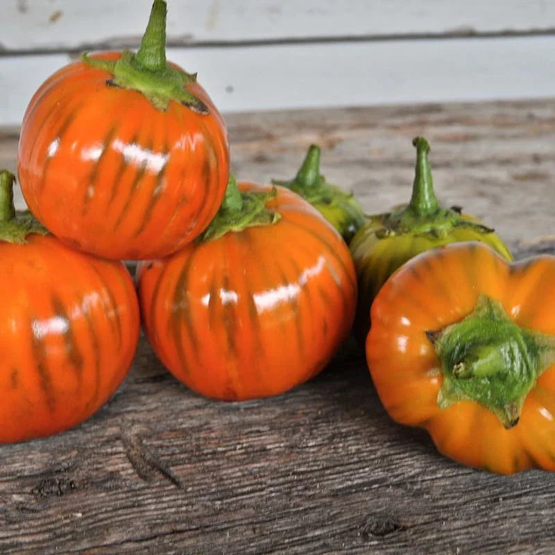 Heirloom Turkish Orange Eggplant Seeds - Organic Non-GMO - 50+ Seeds