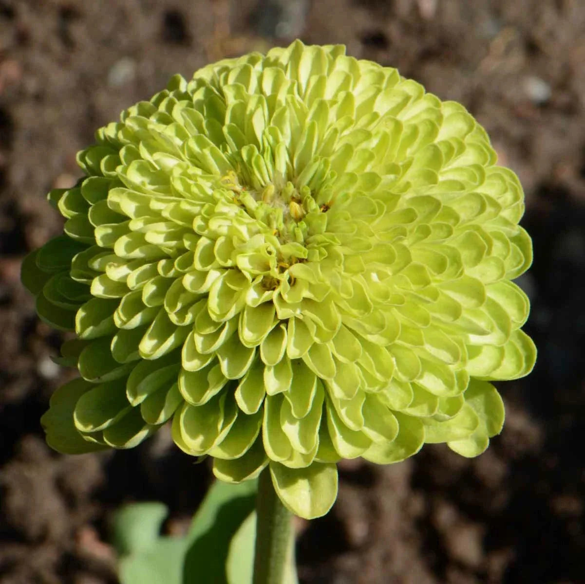 Zinnia Seeds 200 Non-GMO Envy Lime Green Flowers for Butterflies | Zinnia elegans