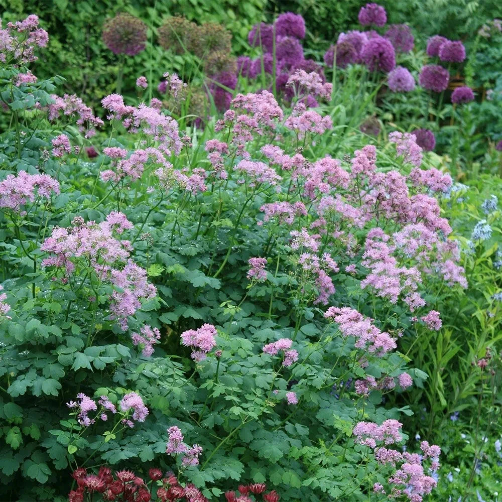 Perennial Meadow Rue Plants - Bare Root Lilac-Purple Flowers - Thalictrum aquilegiifolium - Shade Tolerant, Hardy Zones 5-8