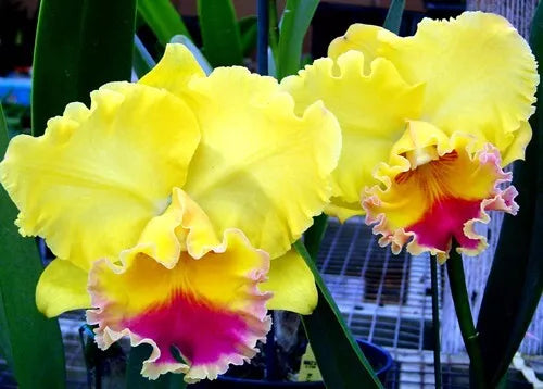 Cattleya Orchid Plant 2.5" Pot Rlc. Goldenzelle 'Lemon Chiffon' - Fragrant Yellow Blooms, Indoor Orchid, Compact, Intermediate Care