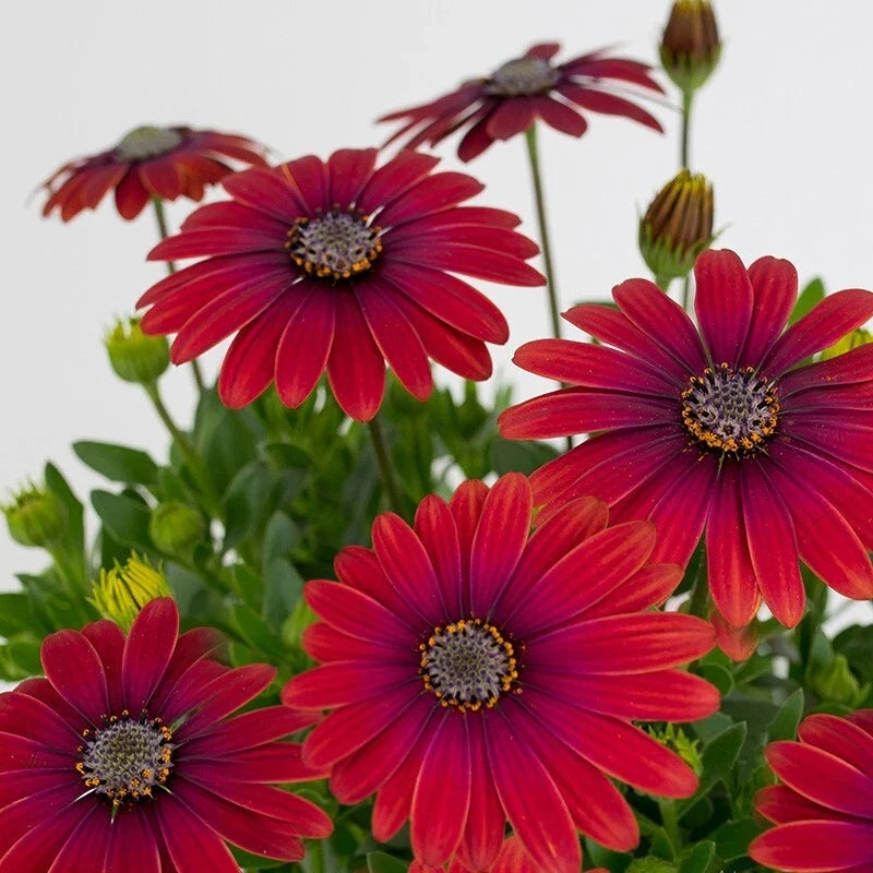 Red Cape Daisy Seeds - Osteospermum ecklonis - Vibrant Red Flowers, Full Sun, Easy to Grow, 200 Seeds