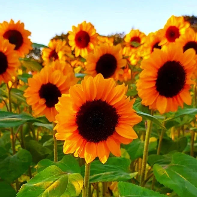 Sunflower Seeds - Spendor F1 Orange Hybrid for 2025 Planting | Helianthus annuus | Vibrant Orange Flowers