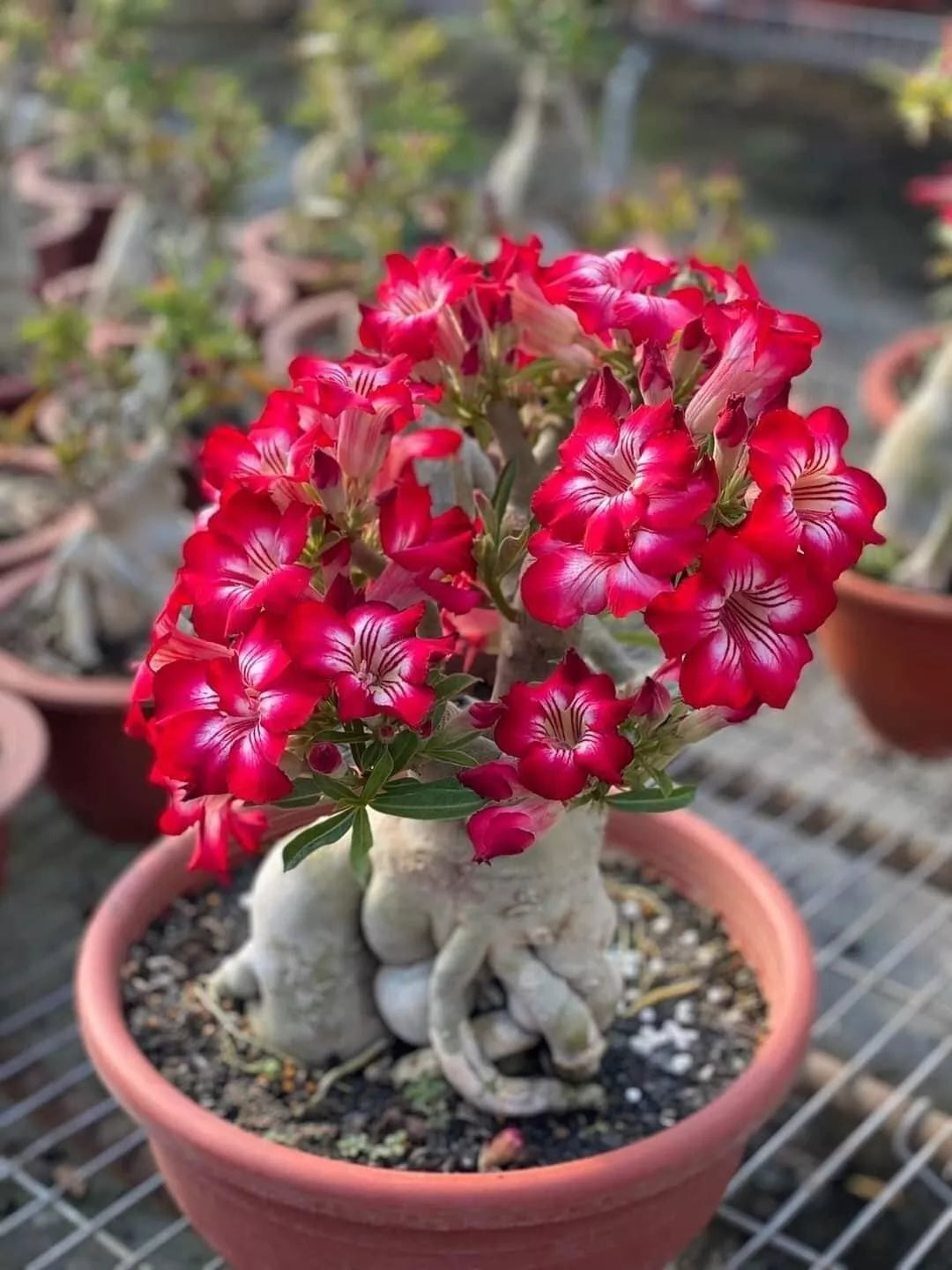 Adenium Bonsai Tree Seeds - 15 Pack - Blooming Desert Rose - Adenium obesum - Indoor Easy Grow Succulent Plant