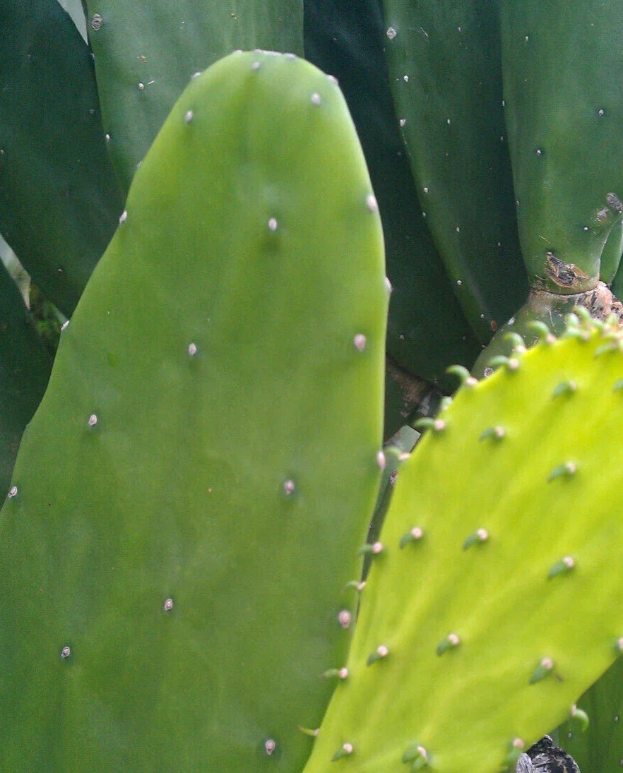 Miniature Prickly Pear Cactus Plant - Easy Care Opuntia Succulent for Home or Office - Rooted Plant