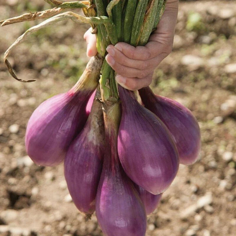 Red Long of Tropea Onion Seeds - Non-GMO Heirloom Allium cepa for Home Gardening, Culinary Use