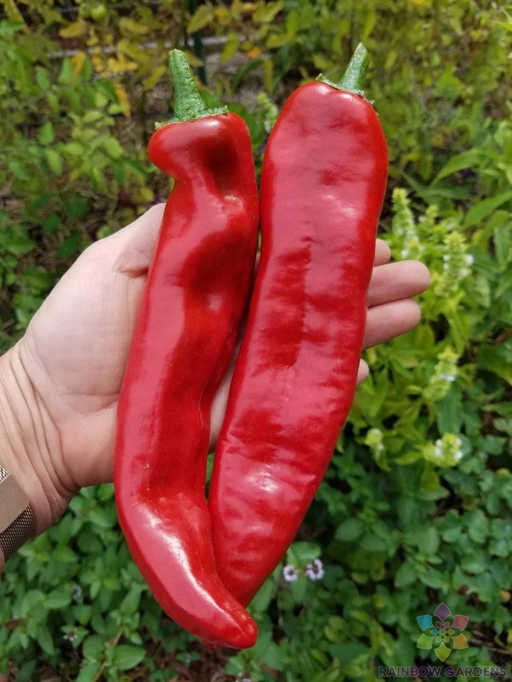 Guajillo Chile Hot Pepper Seeds - 25+ Pack for Garden Planting, Capsicum annuum, Spicy Salsas & Sauces, USA Grown