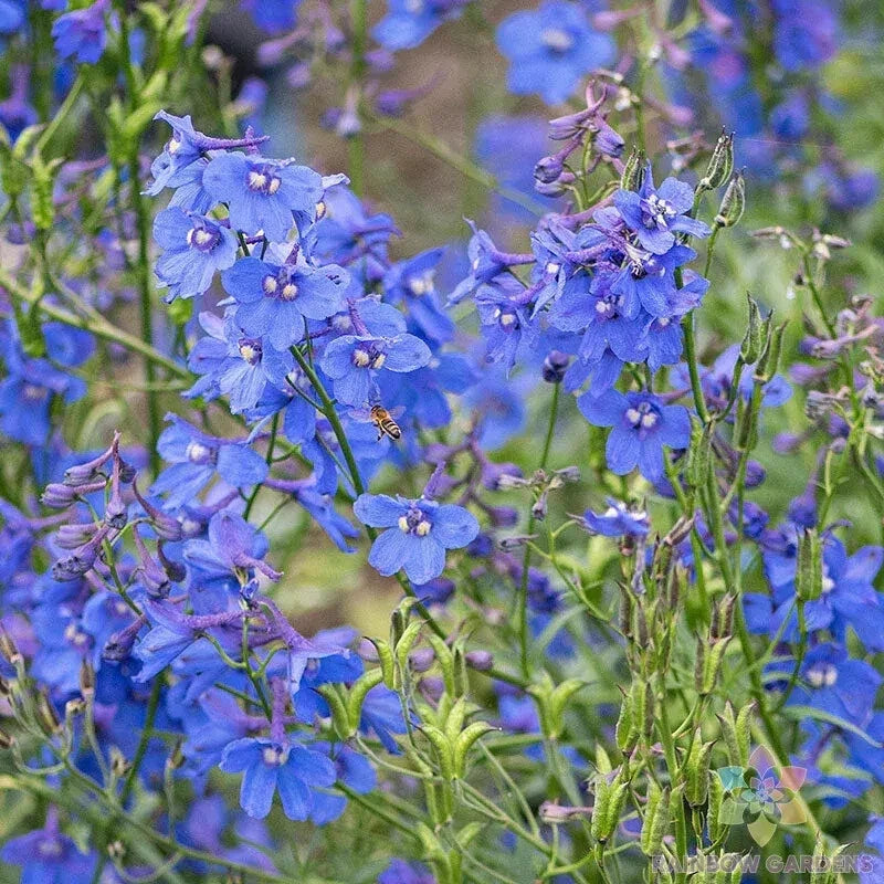 Bellamosa Delphinium Seeds - 200+ Pack for Garden Planting, Delphinium elatum, Perennial, Tall Flowering, Full Sun to Partial Shade