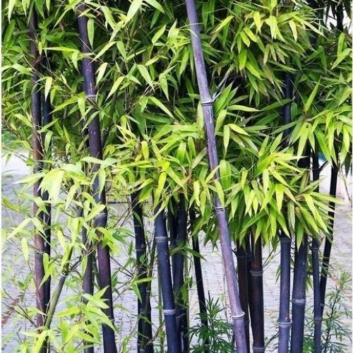 Black Bamboo Seeds Pack - Phyllostachys nigra for Garden, Bonsai & Home Decor, Cold Resistant, Clumping, 50+ Seeds