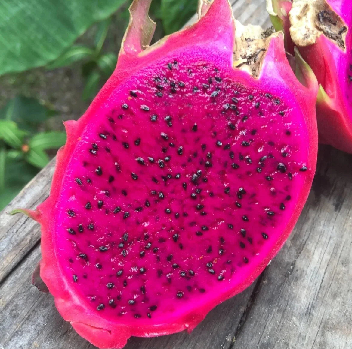 Red Dragon Fruit Seeds | Edible Pitaya Cactus | Hylocereus Undatus | Home Garden, Climbing Cactus, Fruit-Bearing Seeds