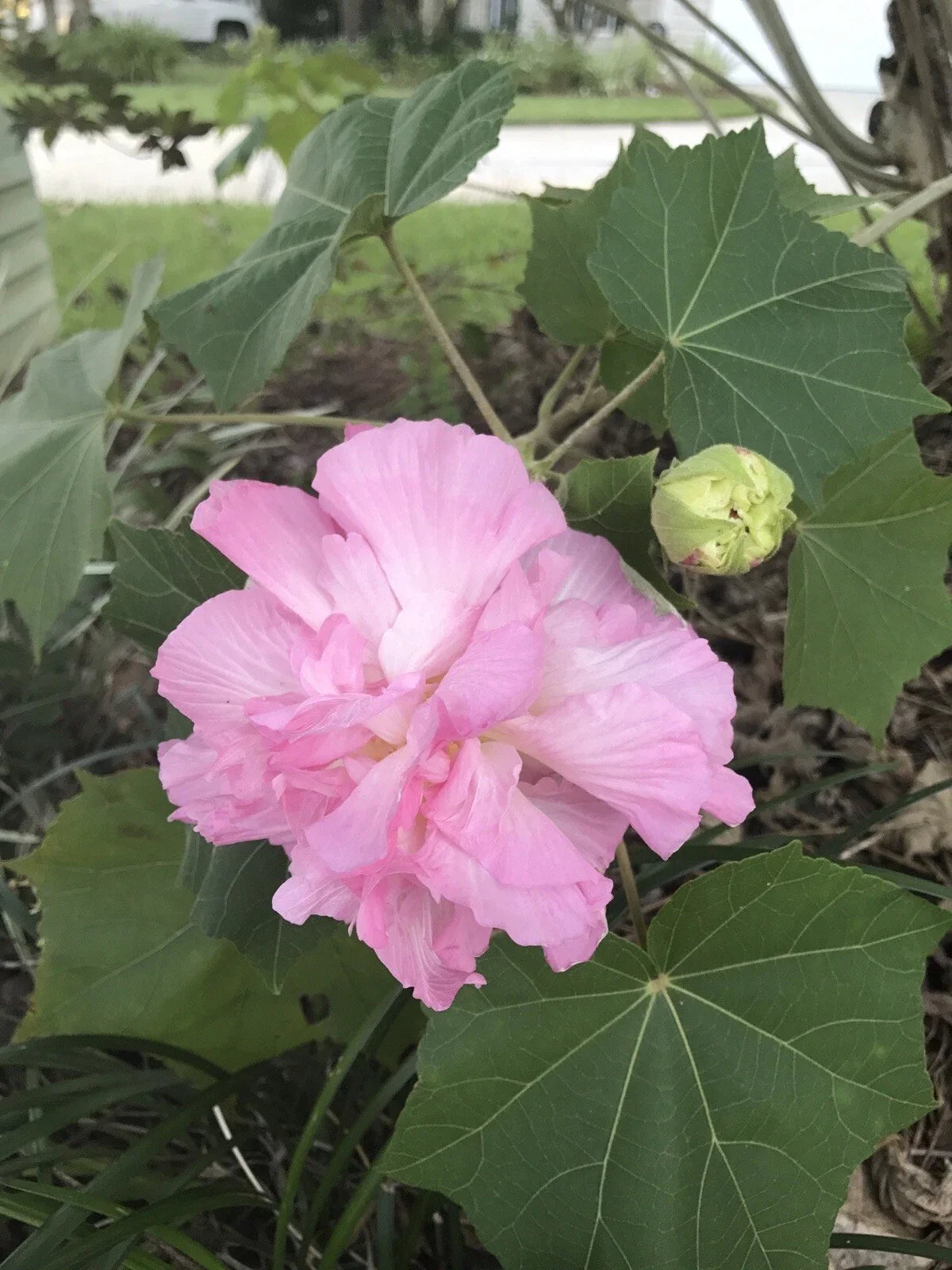 Double Pink Confederate Rose Seeds - Hibiscus mutabilis, 100+ Fresh Seeds, Hardy Perennial Flowering Plant