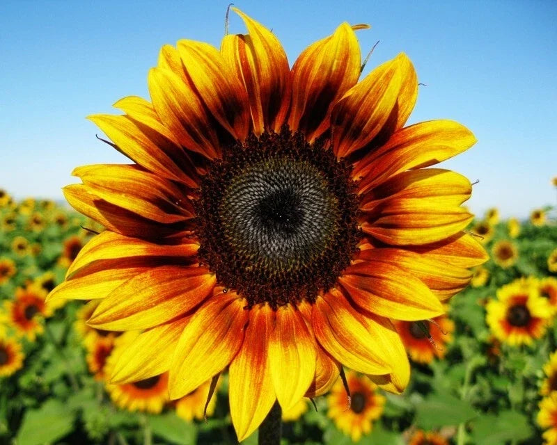 Firecracker Sunflower Seeds - 25 Pack, Vibrant Helianthus annuus for Gardens & Landscapes, Attracts Pollinators