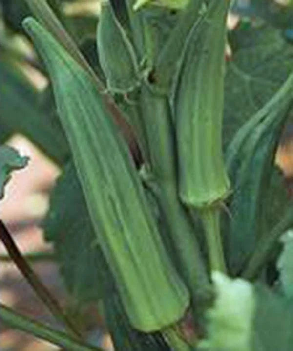 Okra Seeds 500 Count – Heirloom Emerald Variety, Non-GMO Garden Okra Abelmoschus esculentus