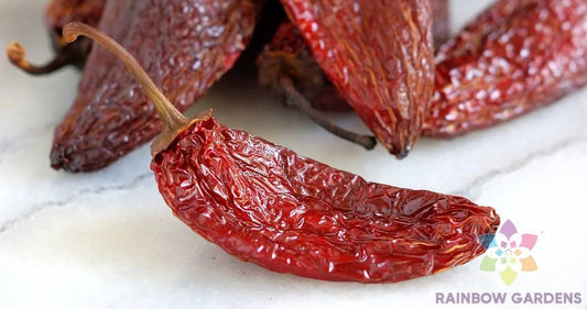 Chipotle Tipico Hot Pepper Seeds – 25+ Pack, Capsicum annuum, Spicy Smoky Flavor, Garden Planting, USA Grown, Perfect for Salsas & Grilling
