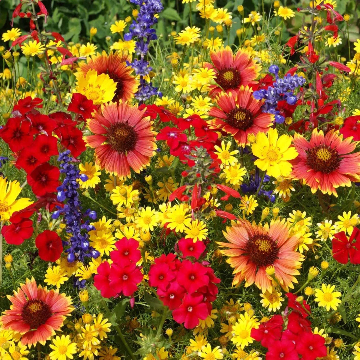Wildflower Seed Mix 14 Species Native Texas Oklahoma Pollinator Friendly Non-GMO Easy Grow
